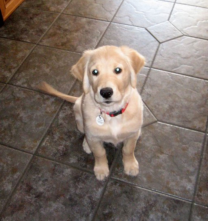 43 People Share How They Accidentally Conditioned Their Pets To Learn Unusual Skills Or Habits