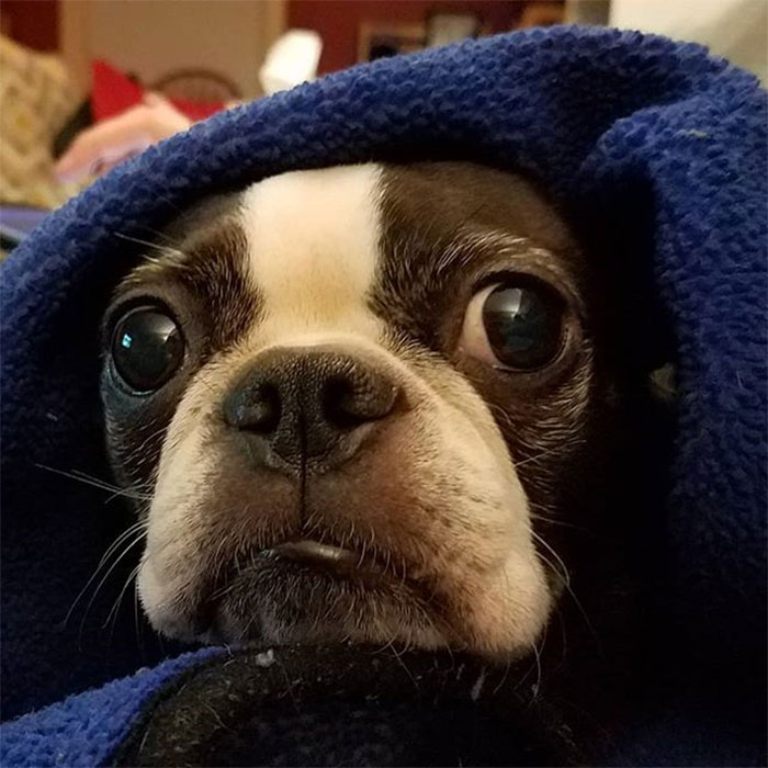 43 People Share How They Accidentally Conditioned Their Pets To Learn Unusual Skills Or Habits