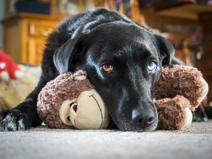 43 People Share How They Accidentally Conditioned Their Pets To Learn Unusual Skills Or Habits