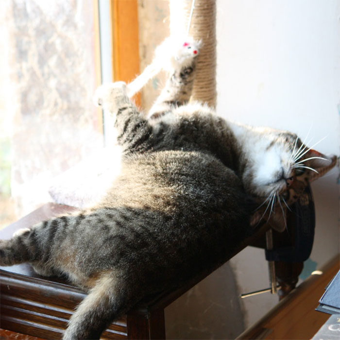 43 People Share How They Accidentally Conditioned Their Pets To Learn Unusual Skills Or Habits