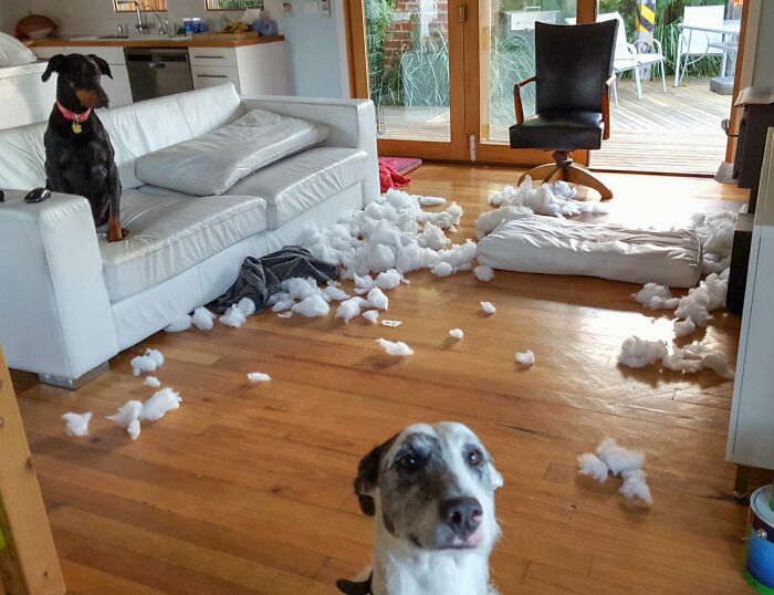 The Destroyer(S) Of Couch