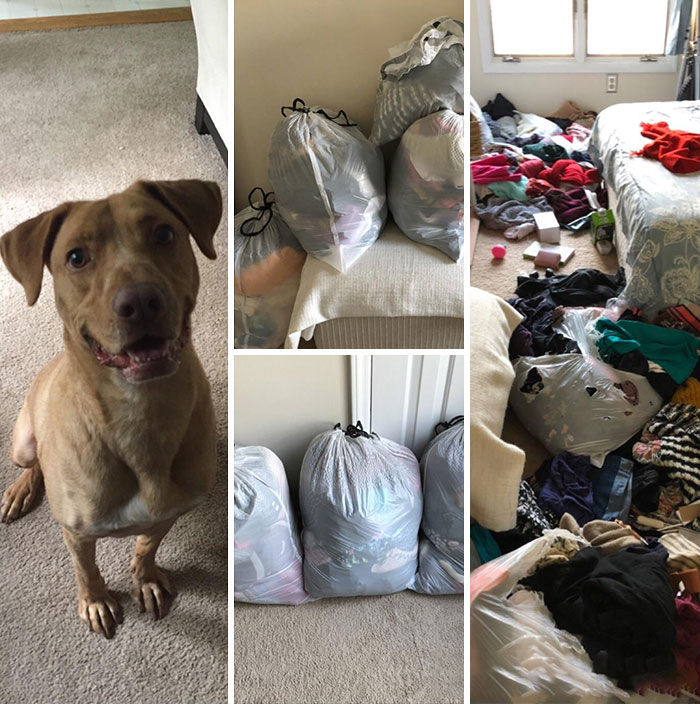 Two Days Organizing My Closets And Putting Clothes In Bags. It Probably Took Him Less Than Five Minutes To Destroy All My Hard Work