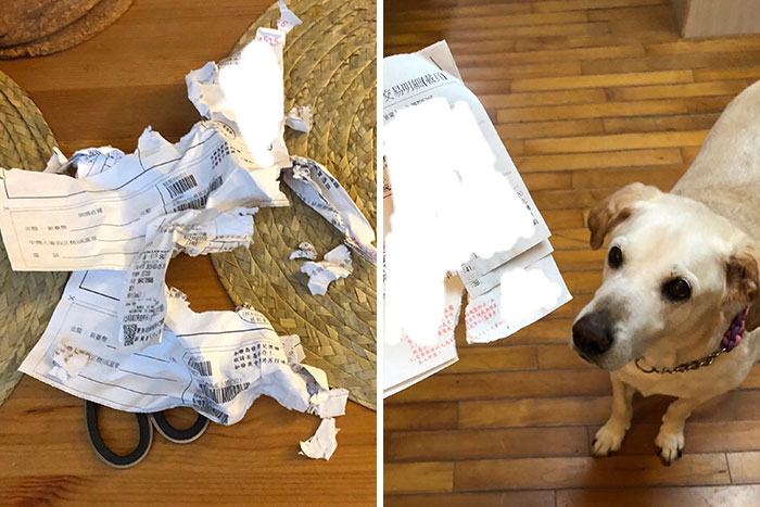 This Fluffer Chewed Up Both My Water And Electricity Bill