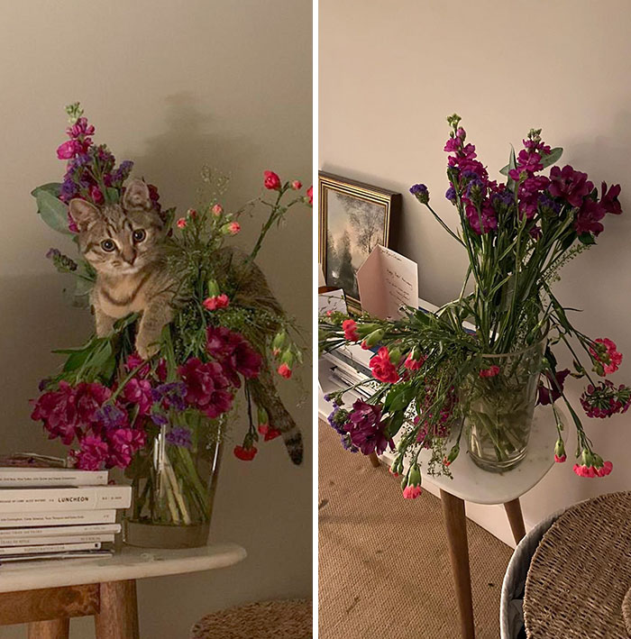 My Cousin's Cat Is A Destructive Jerk