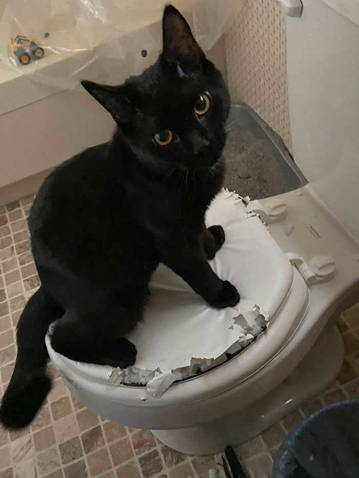 New Baby Is So Destructive