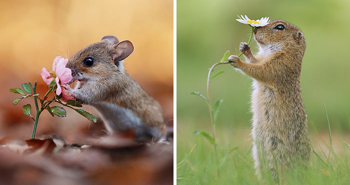 Award-Winning Photographer’s Work Shows What Happens In Nature When The Animals Are Alone And At Peace (30 New Pics)