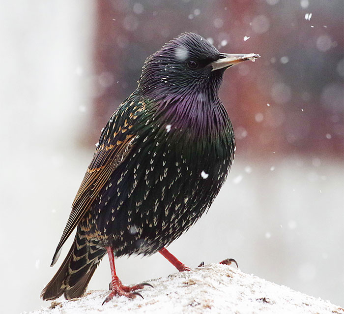 I Photographed Birds That Visit Our Feeder In The Garden (40 Pics)