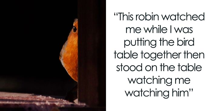 I Photographed Birds That Visit Our Feeder In The Garden (40 Pics)