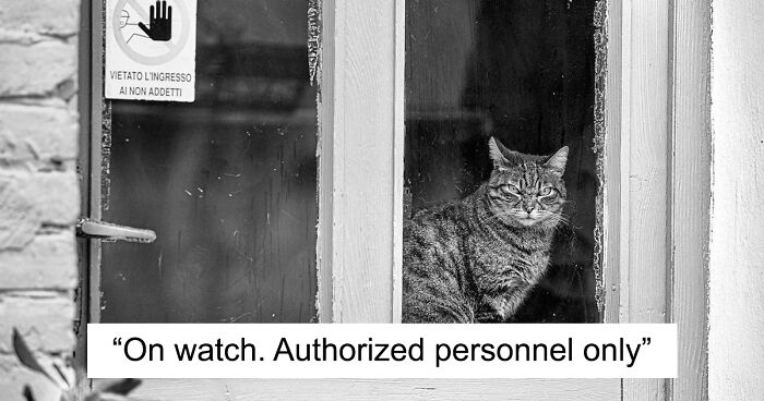 Cats Love Windows, Here Are My 60 Photos That Capture That