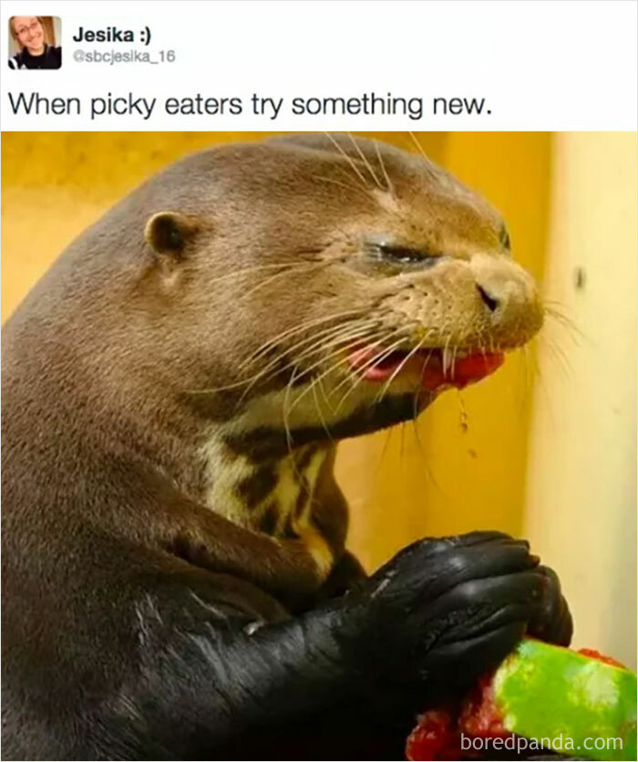 Picky-Eater-Jokes