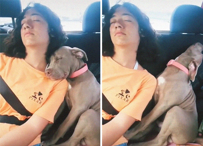 Adorable 3-Month-Old Pit Bull Puppy Nods Off In A Funny Way And Goes Viral