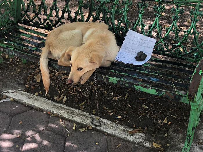 Un niño dejó a este cachorro atado en un banco del parque con una nota desgarradora porque sus padres maltrataban al perro
