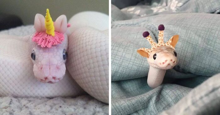 Turns Out, Hats On Snakes Are A Thing And There’s A Community Celebrating It (40 Pics)