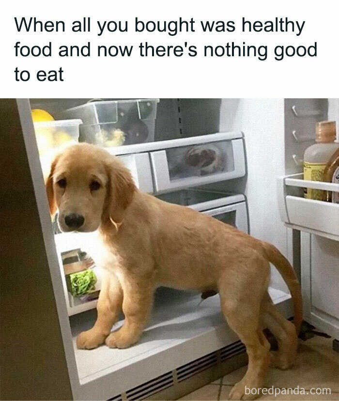 Golden retriever puppy inside a fridge, relatable memes about healthy food choices.