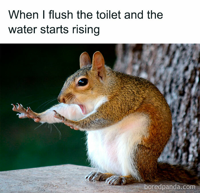 Squirrel looking shocked, humorously reacting with outstretched arms, capturing a relatable meme moment.
