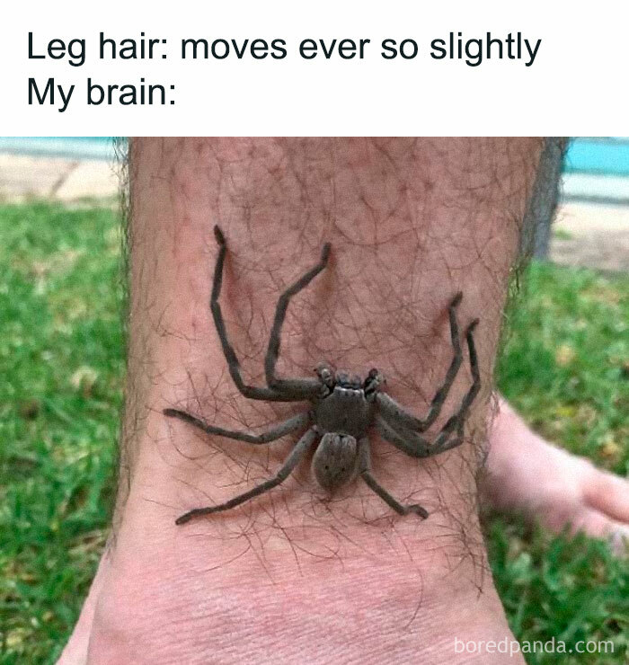 A realistic spider tattoo on a person's leg creating a relatable meme humor.