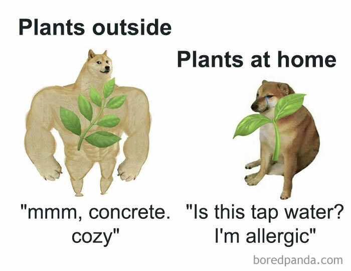 Dog memes humorously comparing resilient outdoor plants to finicky indoor plants.