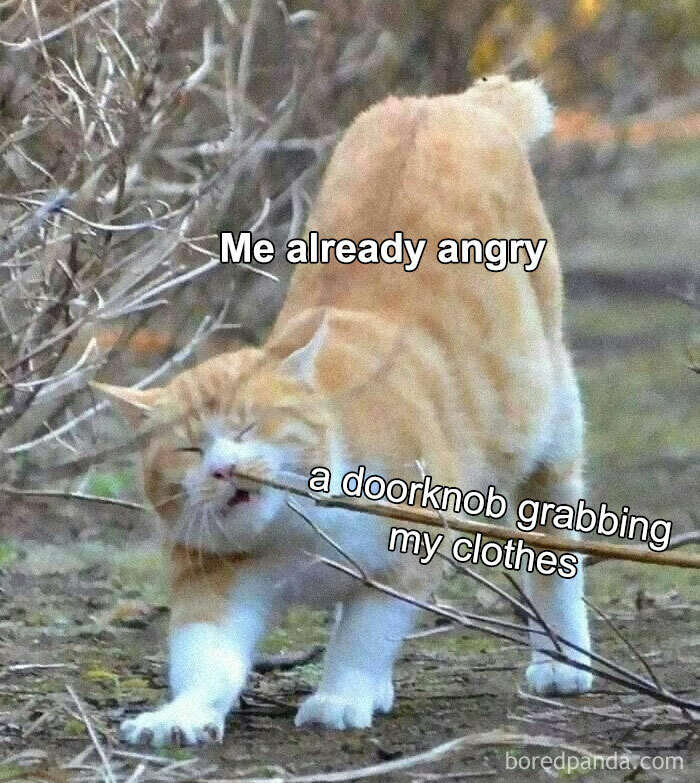 Orange cat caught on a branch, humorous meme with relatable text overlay.