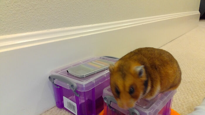 Right As You Put Her In The Office... Nope