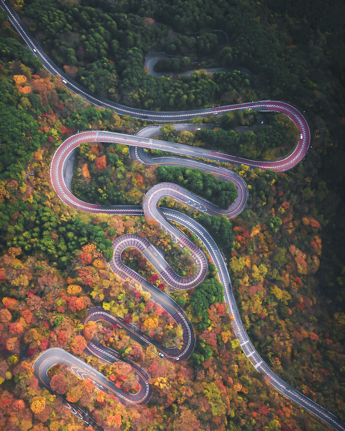 Japan 2nd Place: 'Autumn Snake', By Hiroki Nose