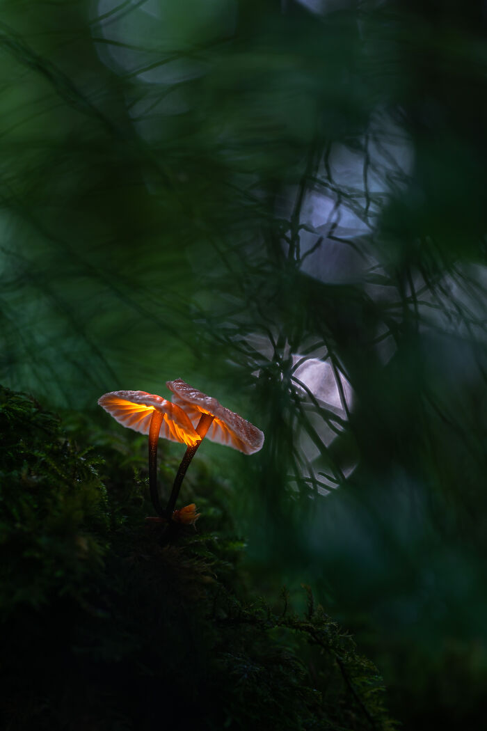 Latvia Winner: 'Glowing Mushroom', By Janis Palulis