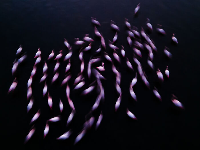 Kuwait Winner: 'The Queen', By Naser Alomari