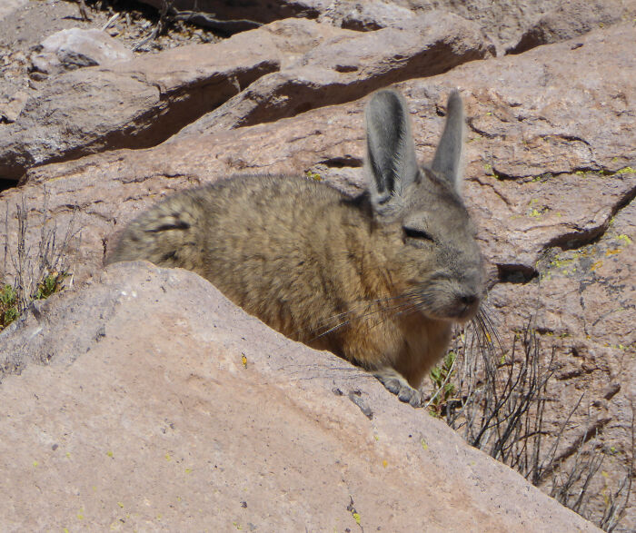 This Very Un-Entertained And Sleepy Creature From South America Is Everyone’s New Spirit Animal This Very Un-Entertained And Sleepy Creature From South America Is Everyone’s New Spirit Animal