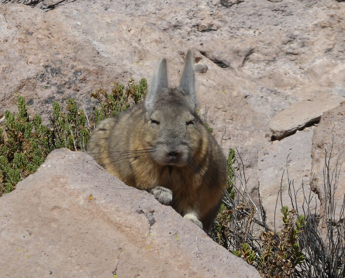This Very Un-Entertained And Sleepy Creature From South America Is Everyone’s New Spirit Animal This Very Un-Entertained And Sleepy Creature From South America Is Everyone’s New Spirit Animal