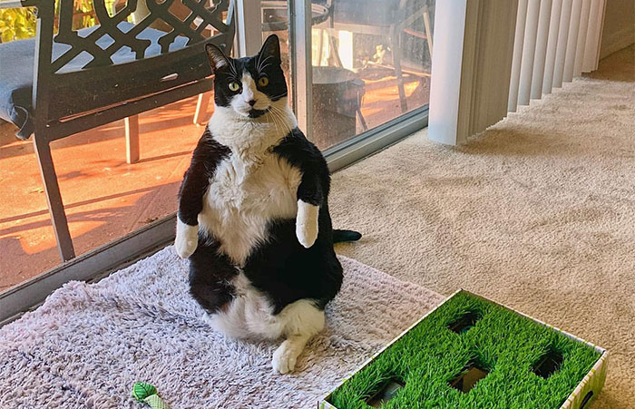 This Chonky Cat Is Going Viral For Standing Like A Penguin