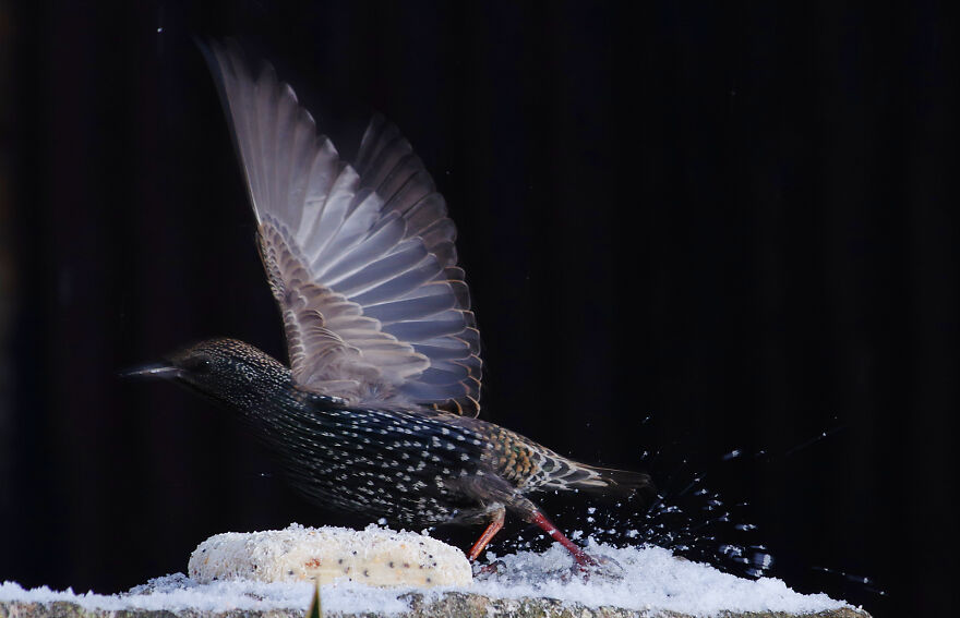 Starling Taking Off In The Snow