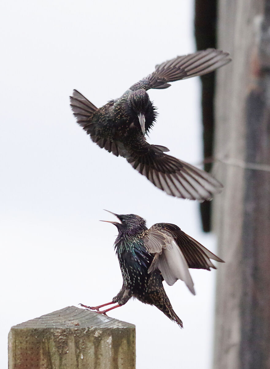 Fighting Starlings