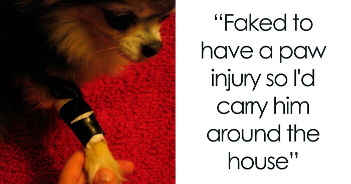 People Are Sharing The “Most Creepily Intelligent” Things Their Pets Have Done, And Here Are 41 Of The Best Responses