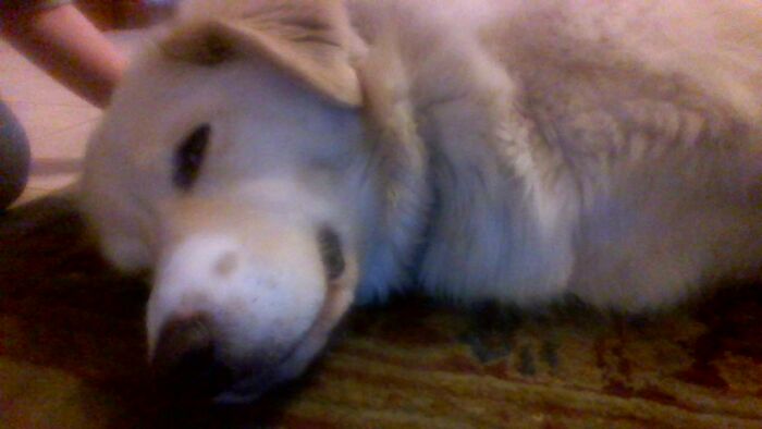 This Is My Dog Panda