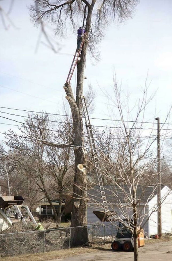 Tree Limb Removal- Oof