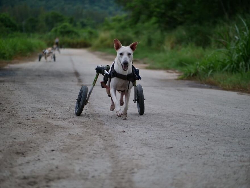 This Thai Animal Shelter Nurses Disabled Dogs Back To Life With The Help Of Vets And Wheelchairs This Thai Animal Shelter Nurses Disabled Dogs Back To Life With The Help Of Vets And Wheelchairs