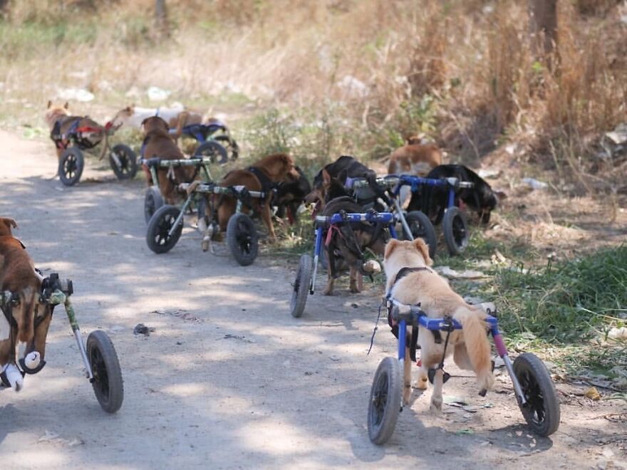 This Thai Animal Shelter Nurses Disabled Dogs Back To Life With The Help Of Vets And Wheelchairs
