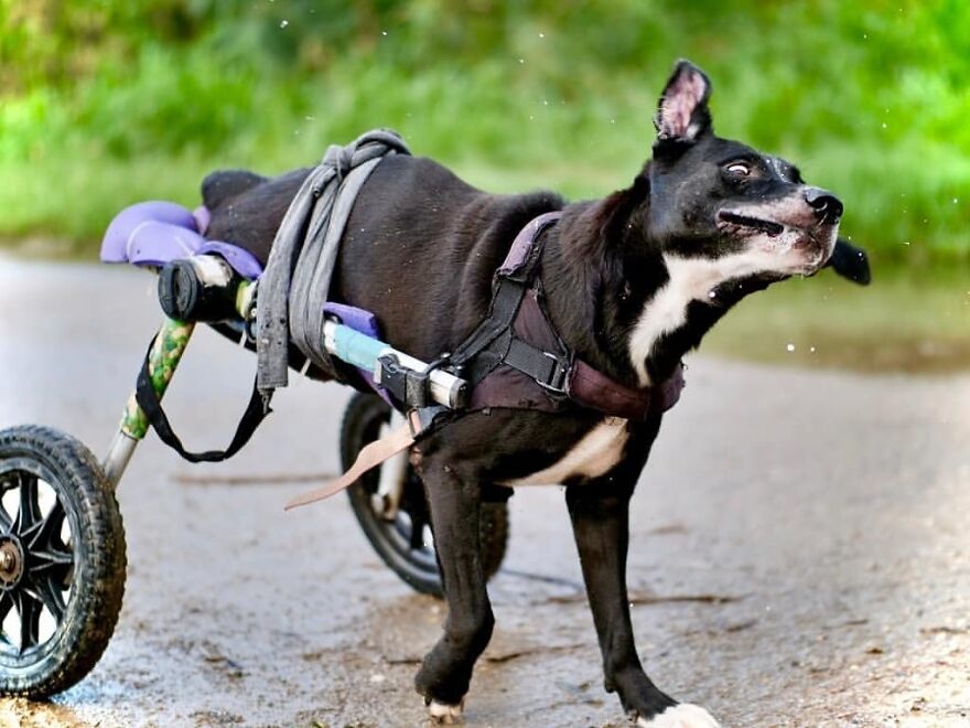 This Thai Animal Shelter Nurses Disabled Dogs Back To Life With The Help Of Vets And Wheelchairs This Thai Animal Shelter Nurses Disabled Dogs Back To Life With The Help Of Vets And Wheelchairs