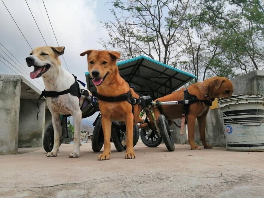 This Thai Animal Shelter Nurses Disabled Dogs Back To Life With The Help Of Vets And Wheelchairs This Thai Animal Shelter Nurses Disabled Dogs Back To Life With The Help Of Vets And Wheelchairs