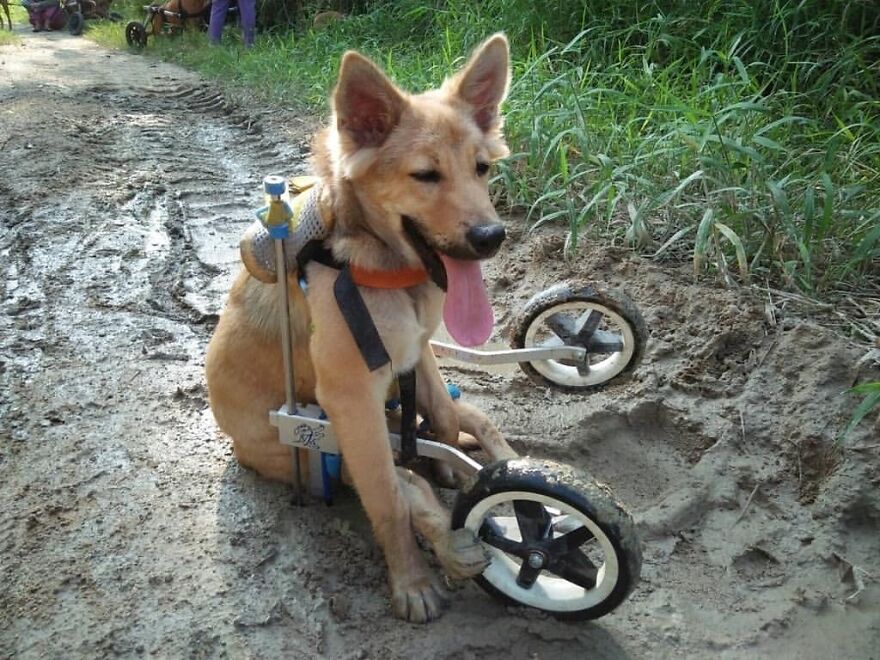 This Thai Animal Shelter Nurses Disabled Dogs Back To Life With The Help Of Vets And Wheelchairs