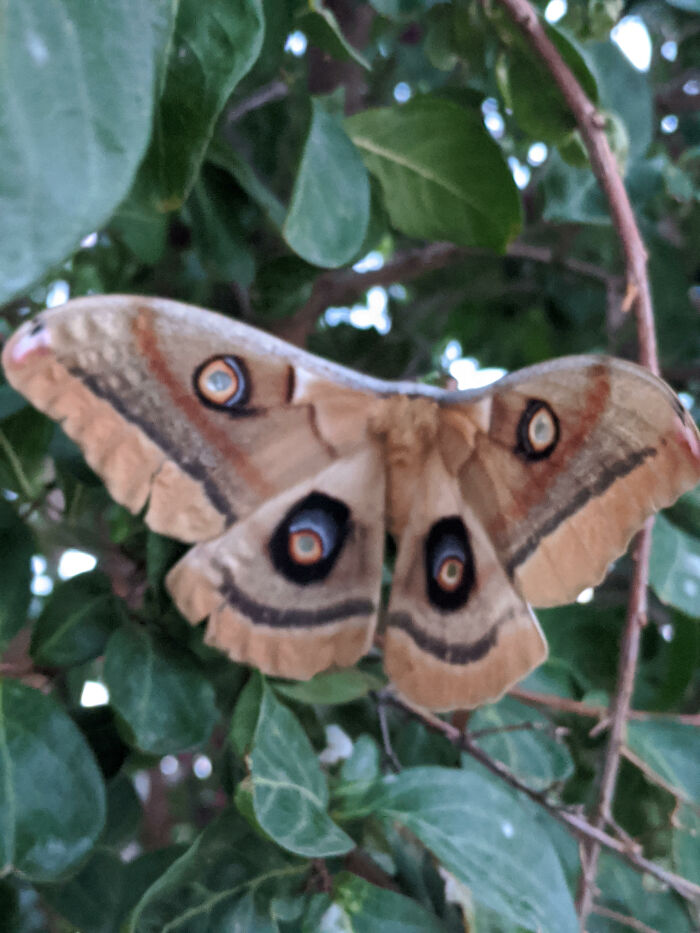 This Is A Moth His Name Is Harry The Moth See Odd1sout Vid :)