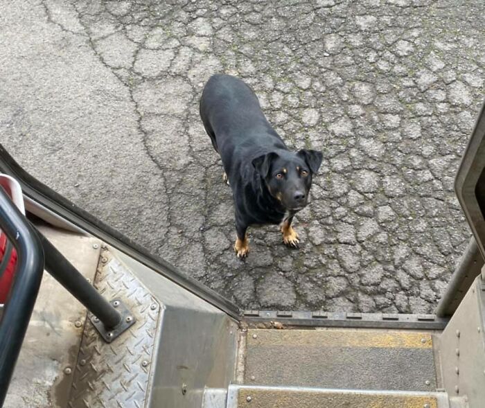 UPS-Delivery-Driver-Meets-Dogs