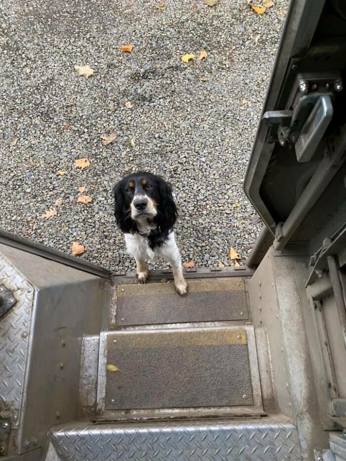 UPS-Delivery-Driver-Meets-Dogs