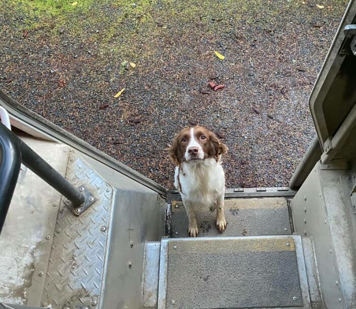 UPS-Delivery-Driver-Meets-Dogs