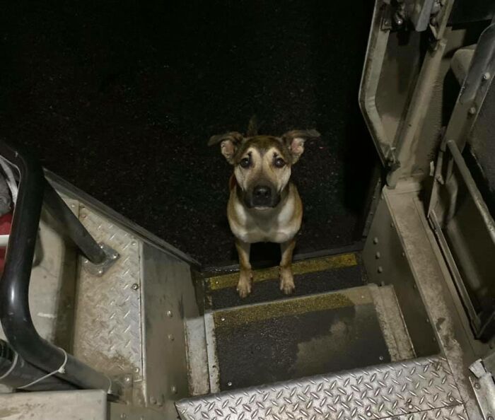 UPS-Delivery-Driver-Meets-Dogs