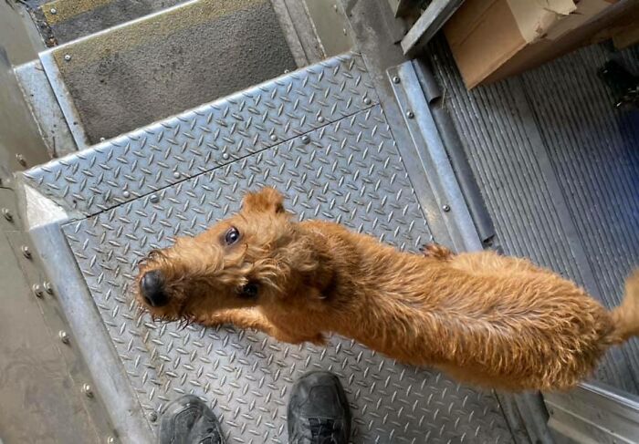 UPS-Delivery-Driver-Meets-Dogs