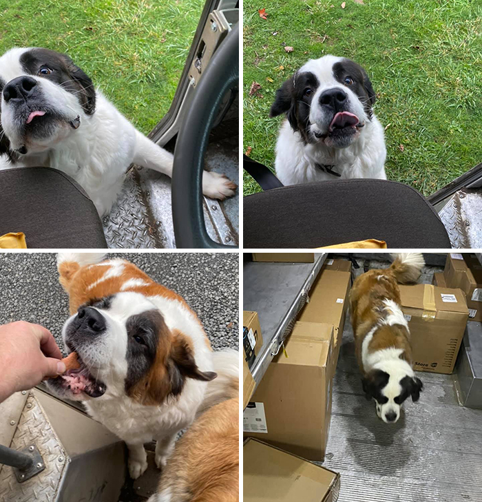 UPS-Delivery-Driver-Meets-Dogs