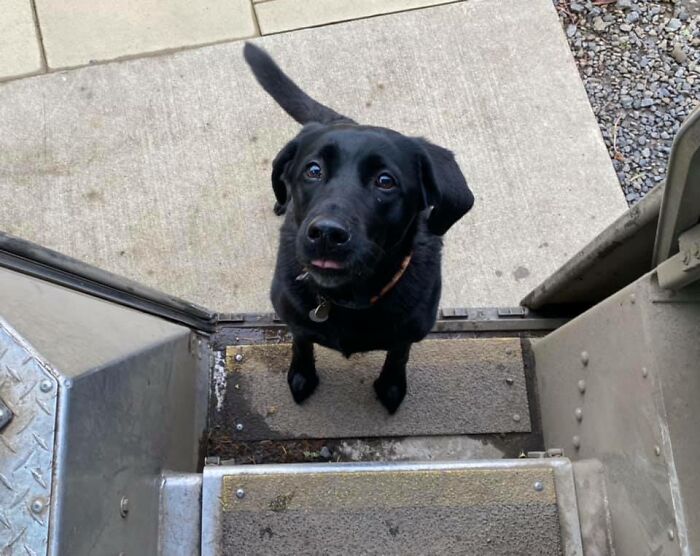 UPS-Delivery-Driver-Meets-Dogs