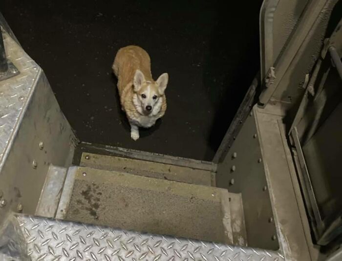 UPS-Delivery-Driver-Meets-Dogs