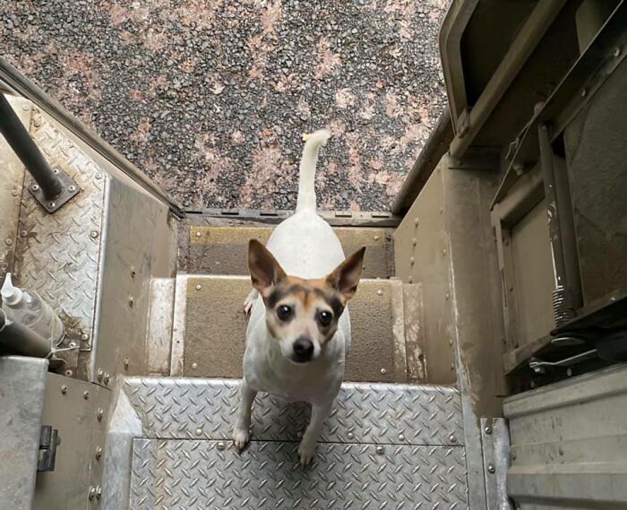 UPS-Delivery-Driver-Meets-Dogs