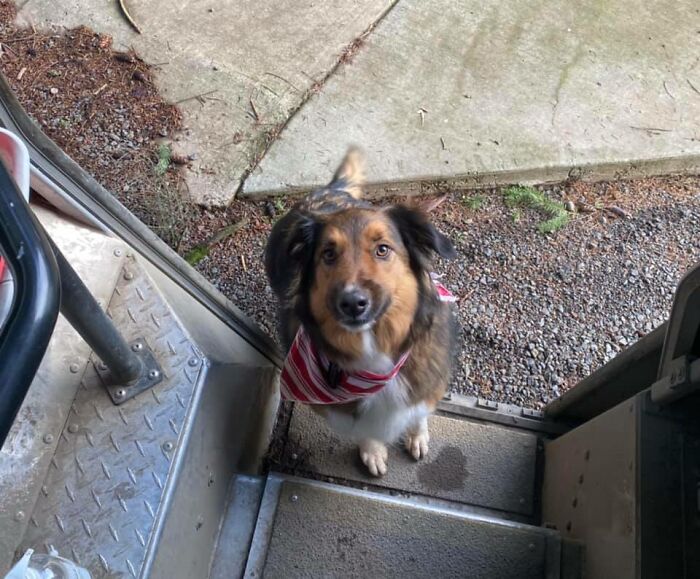 UPS-Delivery-Driver-Meets-Dogs